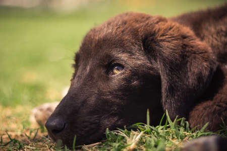 dog in grassの写真素材