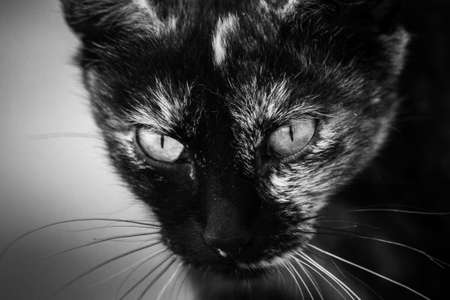 catの写真素材
