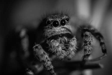 jumping spiderの写真素材