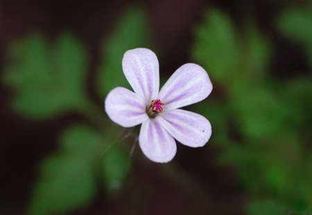 little flowerの写真素材