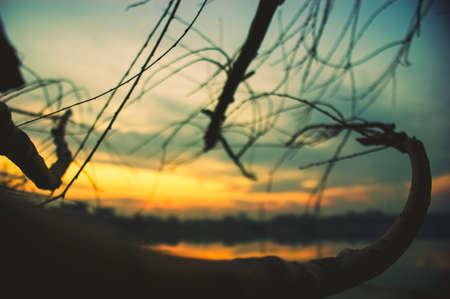 tree sunsetの写真素材