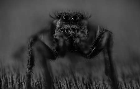spiderの写真素材