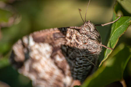Butterflyの写真素材