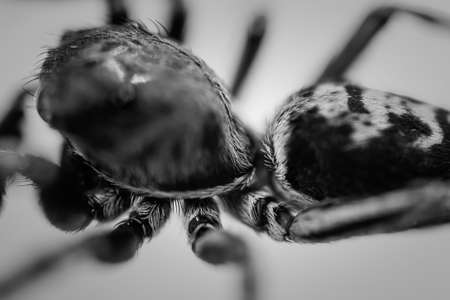 Spider