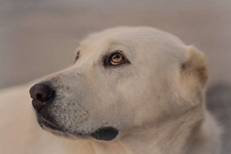 white dogの写真素材
