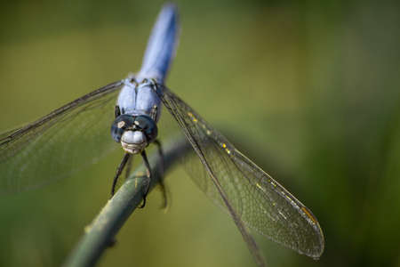 blue dragonfly