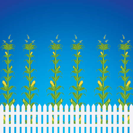 Corn field and fence in front of a blue sky.のイラスト素材