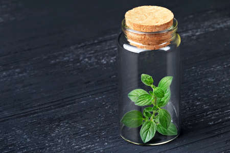 Plant grow in bottle(selective focus)の写真素材