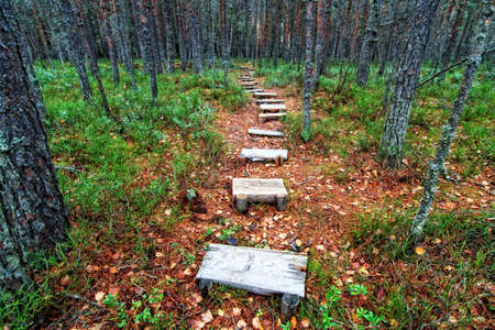 Wooden pathway in autumn forest - Tinovul Mohos, St Anna Lake,Romania,Europe