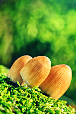 Small mushrooms in forest moss, closeup (selective focus).