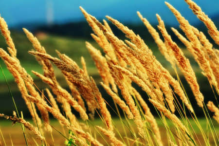 Phalaris arundinacea or Reed canary grass (selective focus).の写真素材