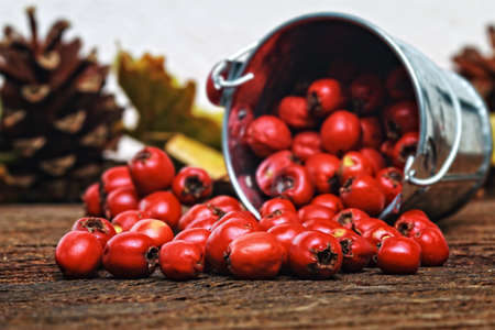 Hawthorn berries (crataegus) in metal bucket and pine cones and oak leaves on background (selective focus).Seasonal natural decorations on an old brown wooden table.Vintage concept.の写真素材