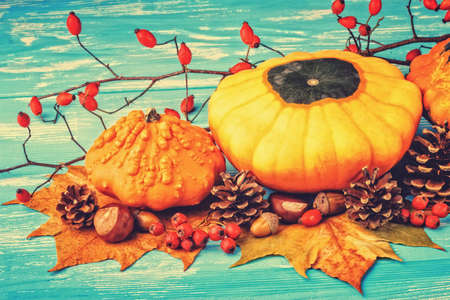 Autumn background with pumpkins, acorns, pine cones, berries, chestnuts and leaves on rustic blue wooden background (selective focus).の写真素材