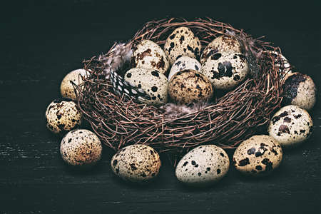 Quail eggs and feathers in a nest. Easter vintage style.の写真素材