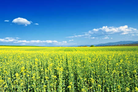 Field of rapeseed blossoming under blue sky with clouds.Beautiful landscape in Transylvania,Romania,Europe.の写真素材