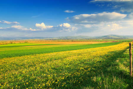 Beautiful landscape with yellow dandelions under blue sky with clouds.Transylvania,Romania,Europe.の写真素材
