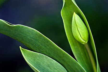 Green tulip bud from closeup(selective focus)の写真素材