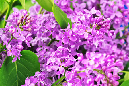 Syringa vulgaris, purple lilac flowers background