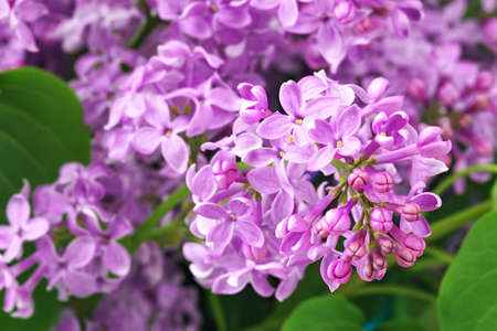 Syringa vulgaris, purple lilac flowers backgroundの写真素材