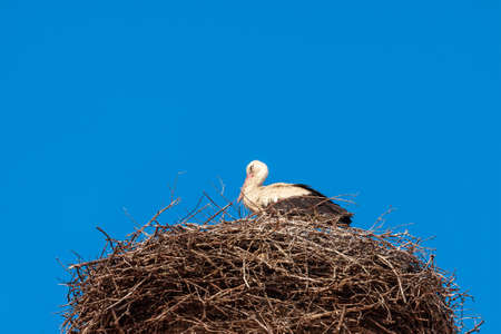White stork sleeping on nestの写真素材