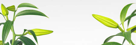 Lily flower buds on gray background, banner. Commonly known as Oriental Stargazer Lily (selective focus)の写真素材