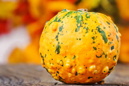 Little pumpkin on wooden table, in front of colorful creeper leaves on the white wall (selective focus)の写真素材