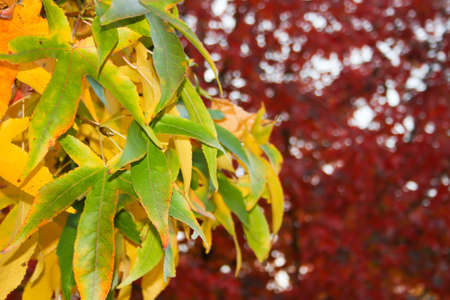 Maple leaves in November - Turin