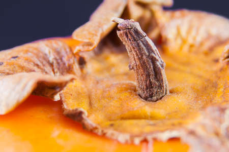 over a fruit of khaki. Macro image of a peduncle of Khakiの写真素材