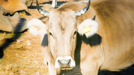 curious calf look at me in the conuntry sideの写真素材