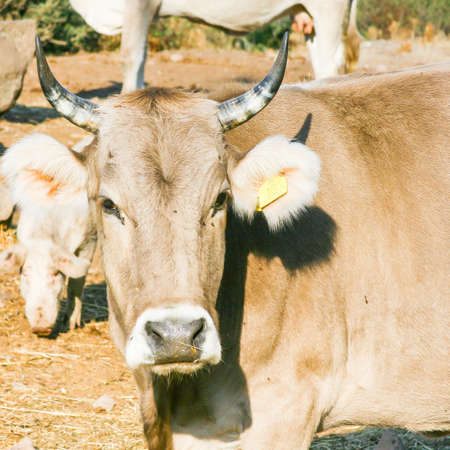 curious calf look at me in the conuntry sideの写真素材