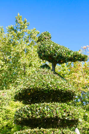 Hedge Patterned in form of bird .の写真素材