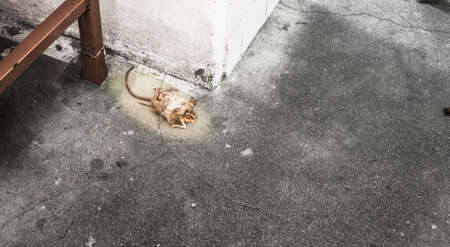 Result of a rodent control. Rats died after a disinfestation.の写真素材