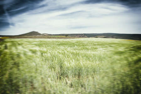 sea green wheat. In front of a field of wheat in a cloudy dayの写真素材