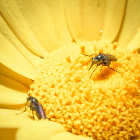 Feast insects pollen. What happens in a daisy field