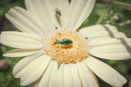 coupling daisy beetles with spectator. play gooseberry, third wheelの写真素材