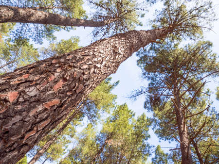cortex pine close up. Close up image in front of a pine tree.