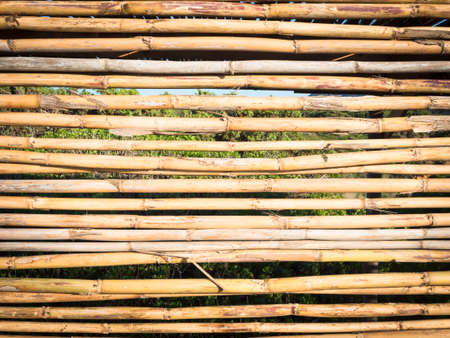 yellow reeds cut. Close up image of lined reedsの写真素材