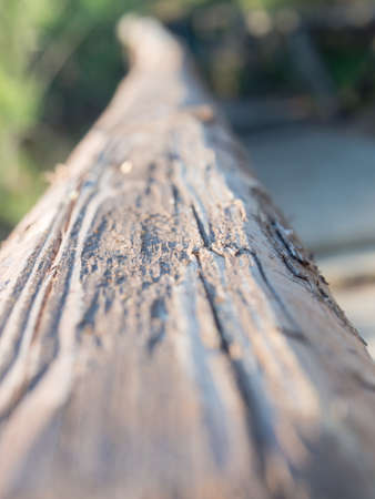 Close up image of a log of wood. Example of photographic technique to exemplify the depth of field