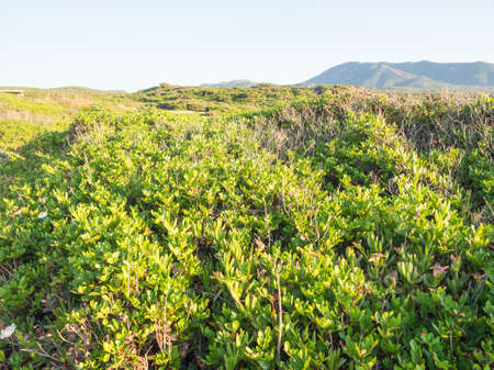Mediterranean scrub leafs sky. Typical vegetation in Sardiniaの写真素材