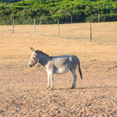donkey sun sand. Sardinian Donkey look to sunset