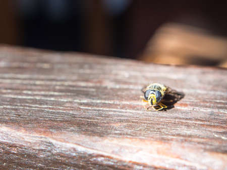 sun BEE GLASS. A bee on the sun with its sunglasses