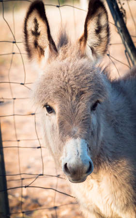 little donkey headstrong. Little donkey featuredの写真素材