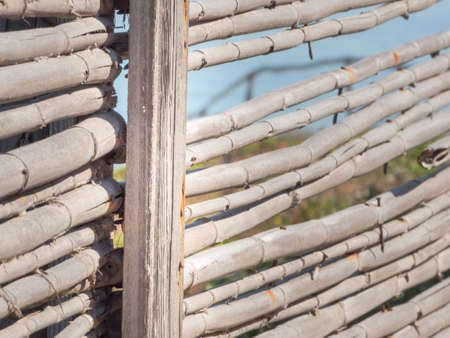 yellow reeds cut. Close up image of lined reedsの写真素材