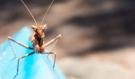 praying mantis look at me. praying mantis in phase brownの写真素材