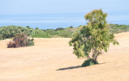 sardinia country wild. Yellow sardinian country in the summer.の写真素材