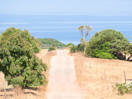 sardinia country wild. Yellow sardinian country in the summer.の写真素材