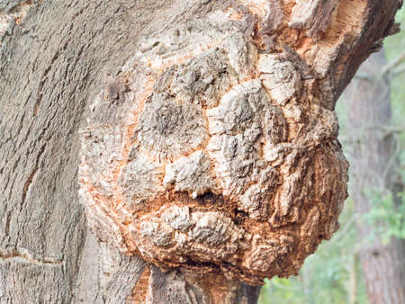 petrified forest haunted, tree with scared expression .の写真素材
