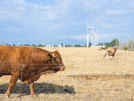 Bovine Turbines country. Calm  in the countryの写真素材
