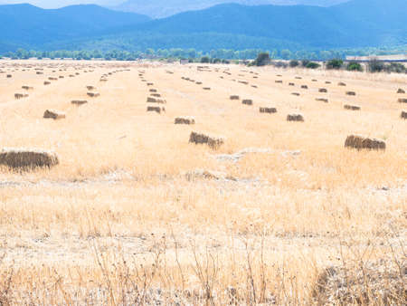 bales of hay lined. Many bales of hay in summer countryの写真素材