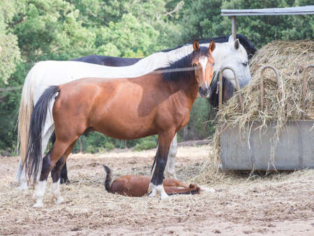 parents sons horses. Image of horses with "horse mummy" and baby horse. Anglo Arab Sardinian raceの写真素材